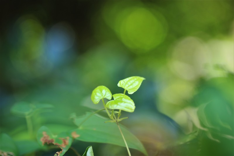 自然薯の葉 幻に魅せられて 自然薯の葉 幻に魅せられて