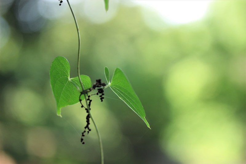 自然薯の葉 幻に魅せられて