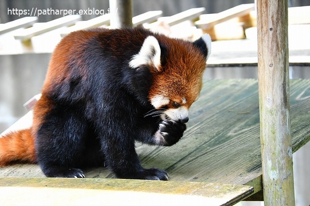 2020年7月 とくしま動物園 その8_a0052986_7321816.jpg