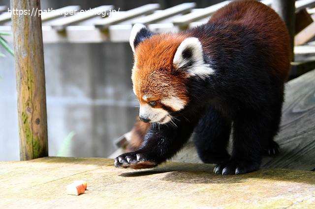 2020年7月 とくしま動物園 その8_a0052986_733129.jpg