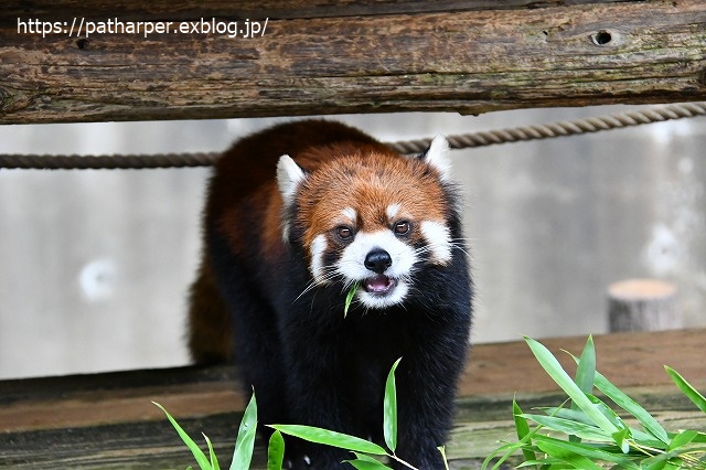 2020年7月 とくしま動物園 その8_a0052986_7332510.jpg