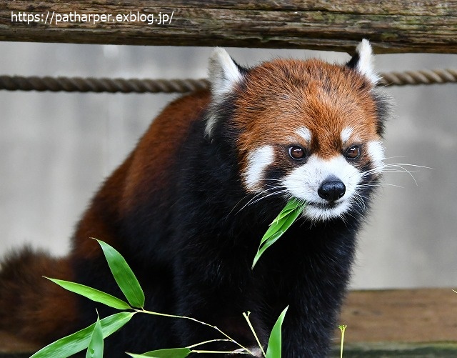 2020年7月 とくしま動物園 その8_a0052986_7341444.jpg