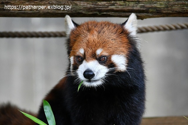2020年7月 とくしま動物園 その8_a0052986_7344459.jpg