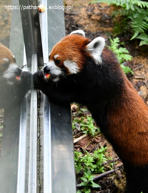 2020年7月 とくしま動物園 その8_a0052986_7374052.jpg