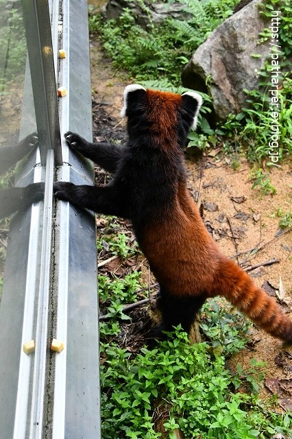 2020年7月 とくしま動物園 その8_a0052986_738167.jpg