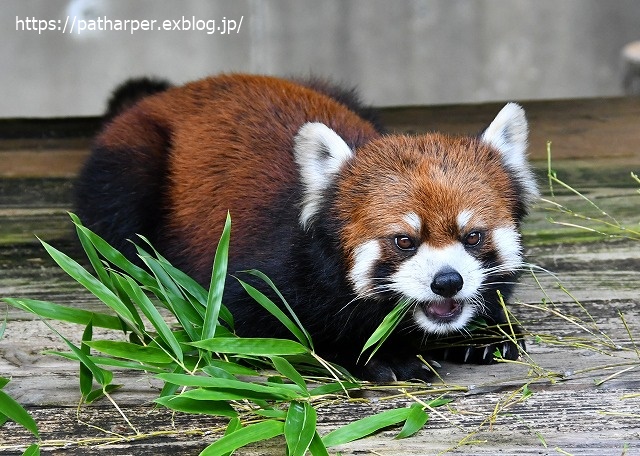 2020年7月 とくしま動物園 その8_a0052986_7412891.jpg