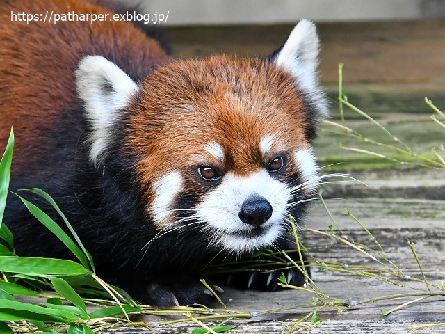 2020年7月 とくしま動物園 その8_a0052986_741412.jpg