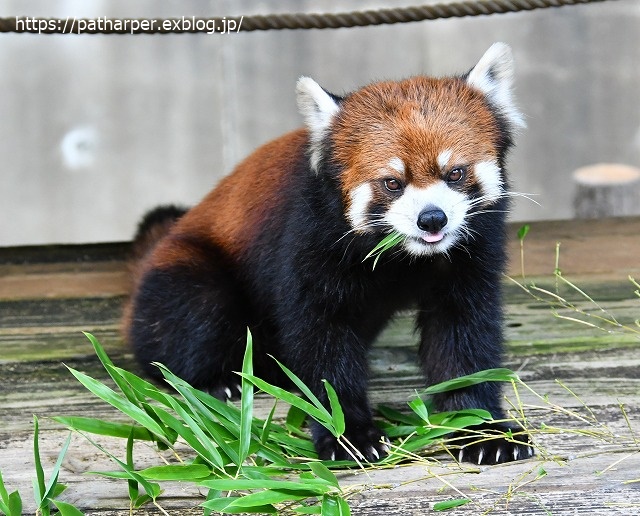 2020年7月 とくしま動物園 その8_a0052986_7423318.jpg