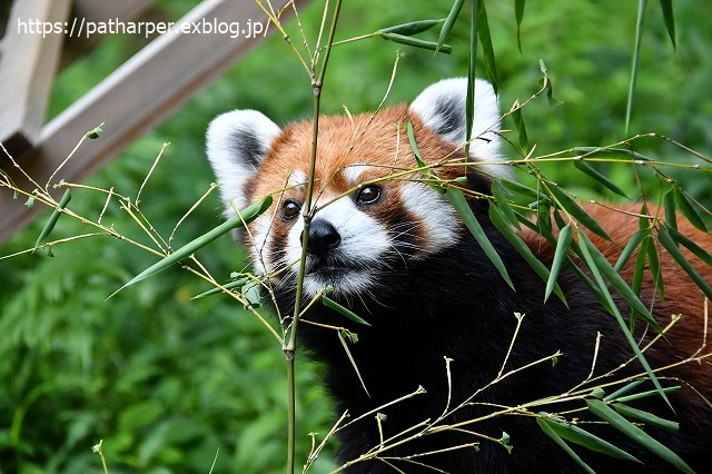 2020年7月 とくしま動物園 その8_a0052986_7441161.jpg
