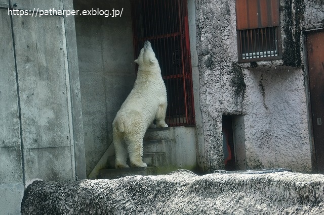 2020年7月 とくしま動物園 その8_a0052986_7511133.jpg