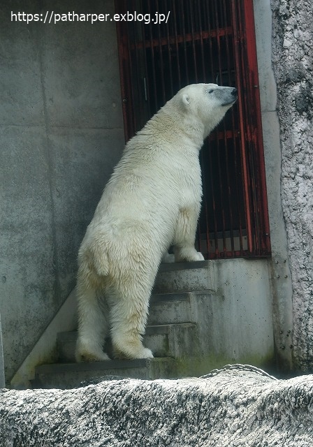2020年7月 とくしま動物園 その8_a0052986_7512885.jpg