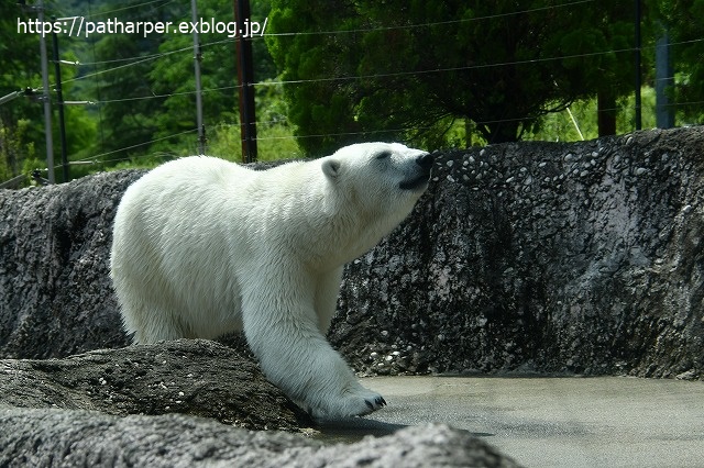 2020年7月 とくしま動物園 その8_a0052986_7522473.jpg
