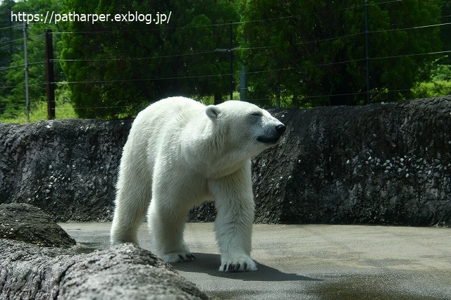 2020年7月 とくしま動物園 その8_a0052986_7523796.jpg