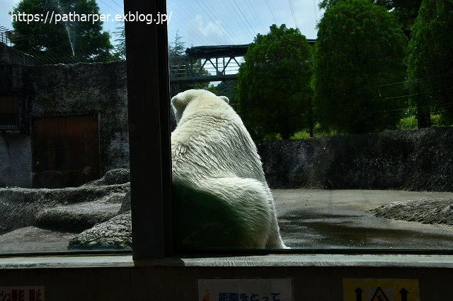 2020年7月 とくしま動物園 その8_a0052986_7525346.jpg