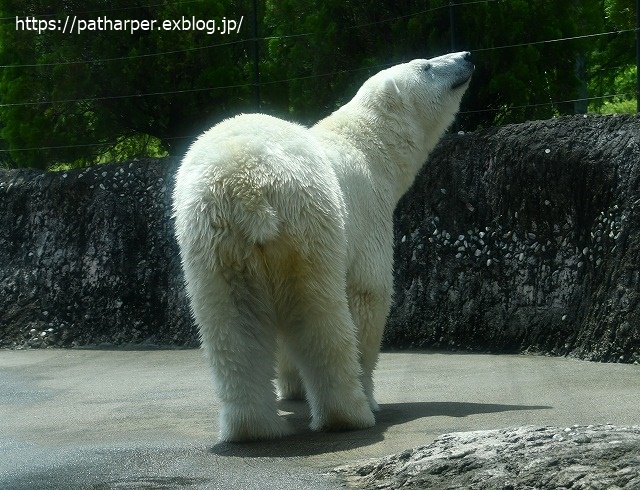 2020年7月 とくしま動物園 その8_a0052986_753761.jpg