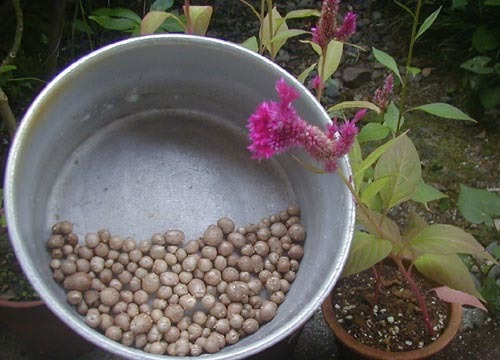 ●豆千代さんが言った、逝った_d0053294_23281420.jpg