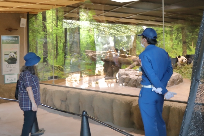 新ジャイアントパンダ舎 パンダのもり がオープン 上野動物園 旅プラスの日記 新ジャイアントパンダ舎 パンダのもり がオープン 上野動物園 旅プラスの日記