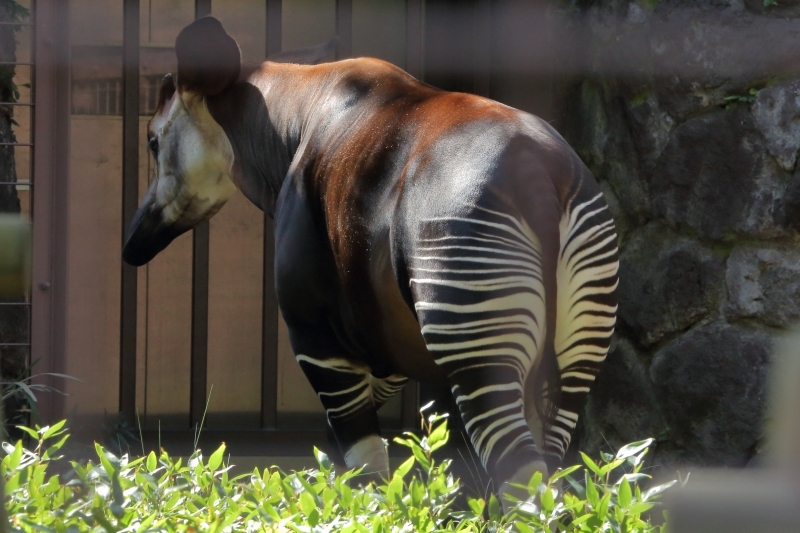 新ジャイアントパンダ舎 パンダのもり がオープン 上野動物園 旅プラスの日記 新ジャイアントパンダ舎 パンダのもり がオープン 上野動物園 旅プラスの日記