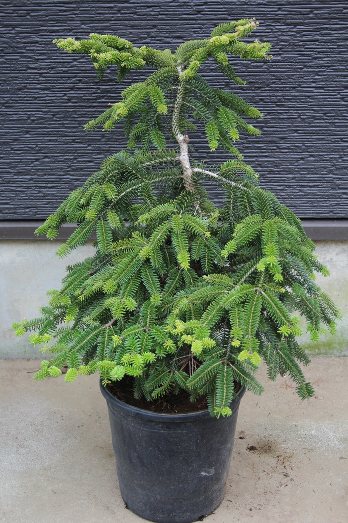 abies numidica glauca　接ぎ木苗 abies numidica glauca 接ぎ木苗