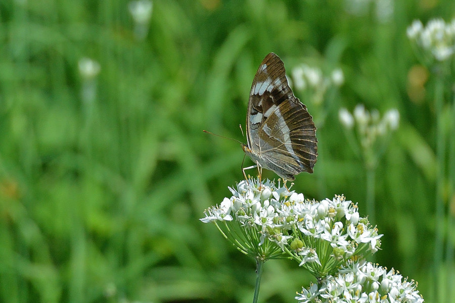 ニラの花に集う、タテハチョウ達(2020/09/early)伊古の里_d0387460_19133370.jpg