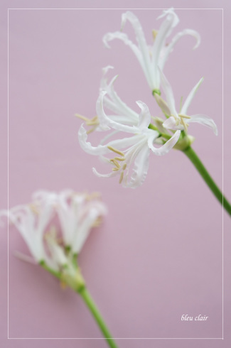 ネリネ 花の香りとともに ネリネ 花の香りとともに