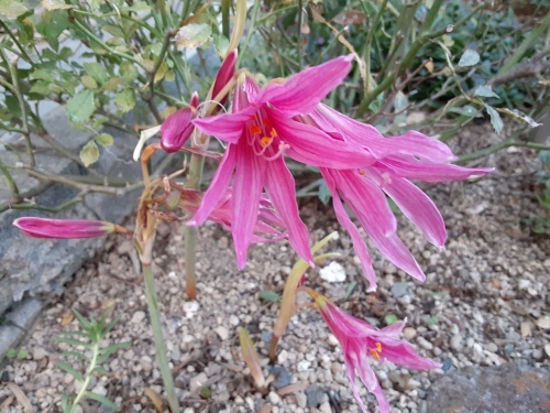 アンジェラの花が咲いてます 病院の庭 アンジェラの花が咲いてます 病院の庭