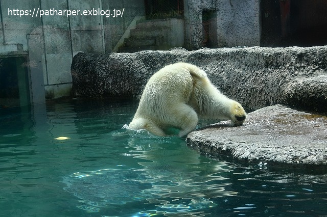 2020年7月 とくしま動物園 その9_a0052986_7352695.jpg