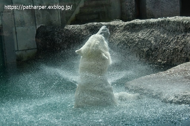 2020年7月 とくしま動物園 その9_a0052986_7364450.jpg