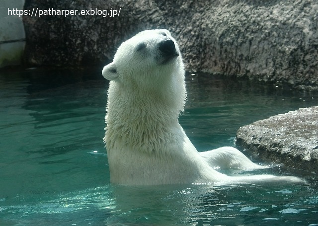 2020年7月 とくしま動物園 その9_a0052986_737237.jpg