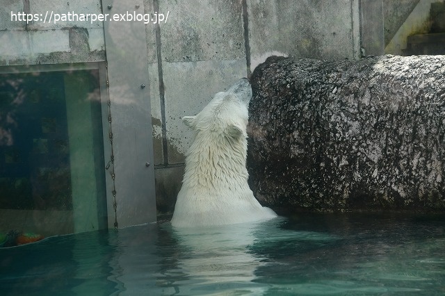2020年7月 とくしま動物園 その9_a0052986_7381787.jpg