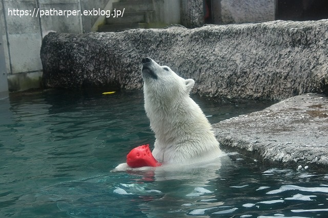 2020年7月 とくしま動物園 その9_a0052986_739839.jpg