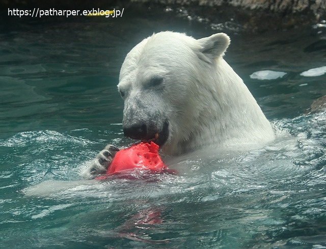 2020年7月 とくしま動物園 その9_a0052986_7402241.jpg