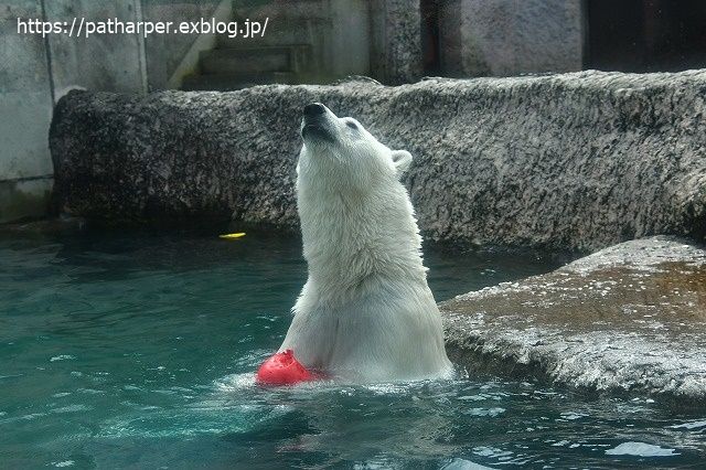 2020年7月 とくしま動物園 その9_a0052986_741172.jpg