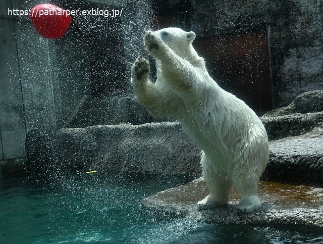 2020年7月 とくしま動物園 その9_a0052986_7432151.jpg