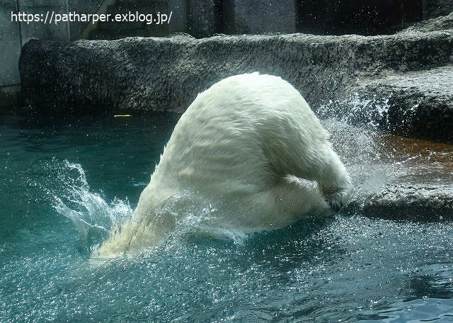 2020年7月 とくしま動物園 その9_a0052986_7435425.jpg