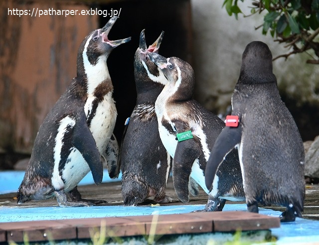 2020年7月 とくしま動物園 その9_a0052986_7522658.jpg