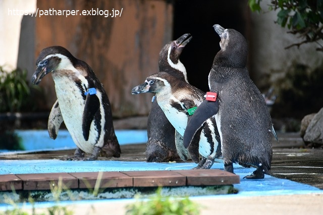 2020年7月 とくしま動物園 その9_a0052986_75267.jpg