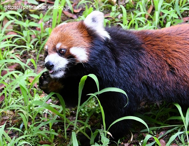 2020年7月 とくしま動物園 その9_a0052986_7531811.jpg