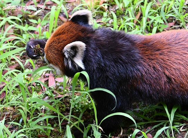2020年7月 とくしま動物園 その9_a0052986_753272.jpg