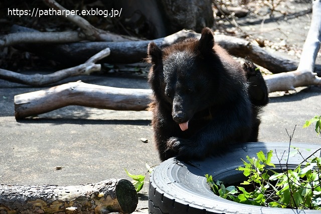 2020年7月 とくしま動物園 その9_a0052986_7541048.jpg