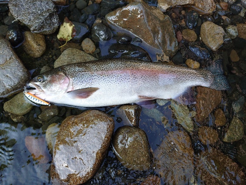 渚滑川のクライマックス ２０秋 北海道釣行５ 第３の釣り