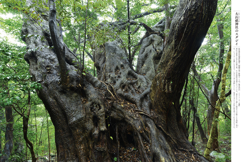  ■「巨樹にカメラを向ける時、ドキドキしませんでしたか？」──榊晃写真集『九州・沖縄の巨樹』に寄せられた声_d0190217_14250054.jpg