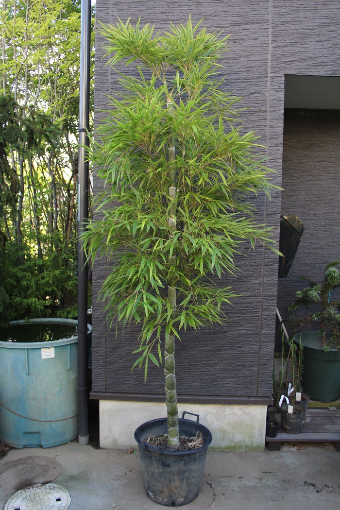 キッコウチク 亀甲竹 亀甲穴無し 販売 画像 写真 価格 値段 庭木 安行 植木 シンボルツリー お問合せ商品 田中園 Shop Tanakaen Jp Web Magazine キッコウチク 亀甲竹 亀甲穴無し 販売 画像 写真 価格 値段 庭木 安行 植木 シンボルツリー お問合せ商品 田中園 Shop Tanakaen Jp Web Magazine
