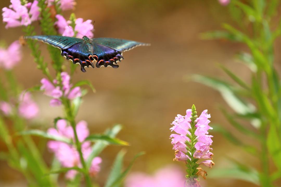 花と蝶(ハナトラノオにミヤマカラスアゲハ)その2_e0403850_19195408.jpg
