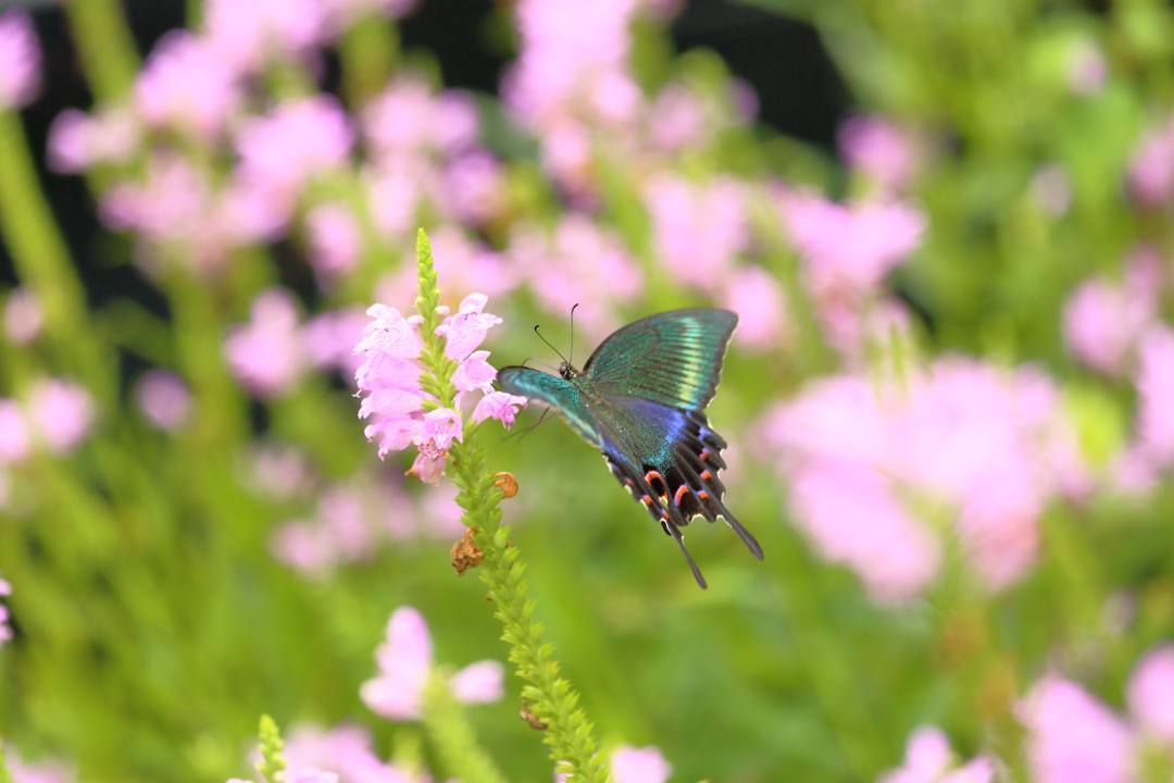 花と蝶(ハナトラノオにミヤマカラスアゲハ)その2_e0403850_19201704.jpg