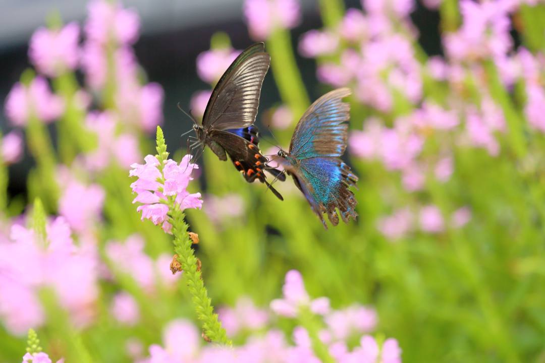 花と蝶(ハナトラノオにミヤマカラスアゲハ)その2_e0403850_19202263.jpg