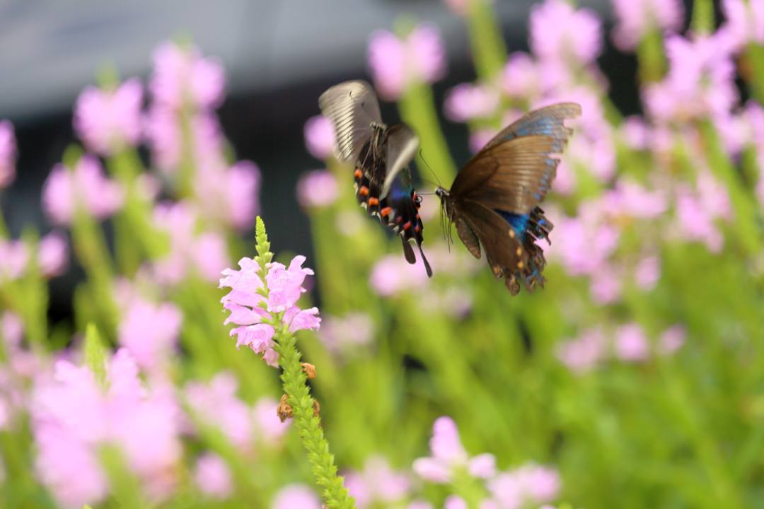 花と蝶(ハナトラノオにミヤマカラスアゲハ)その2_e0403850_19202834.jpg