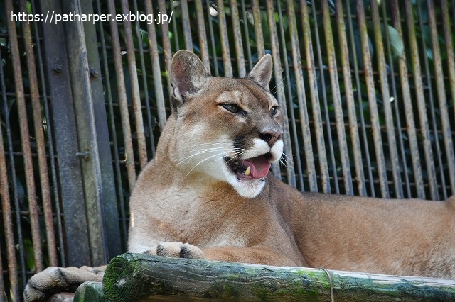 2020年7月 とくしま動物園 その10_a0052986_727519.jpg