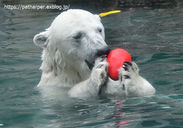 ２０２０年７月　とくしま動物園　その１０_a0052986_7283440.jpg