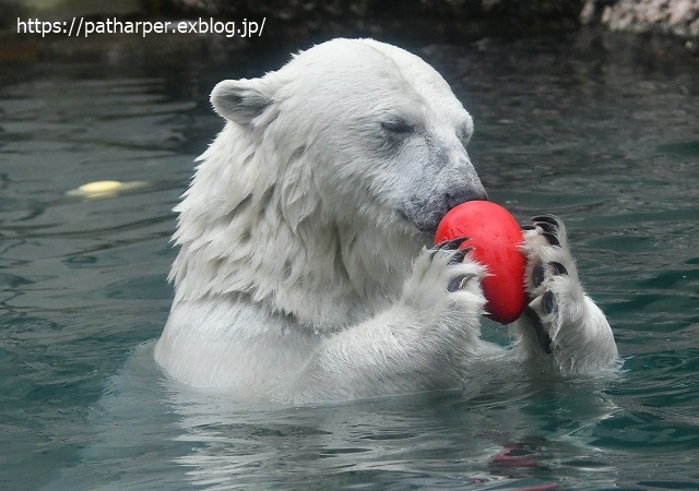 ２０２０年７月　とくしま動物園　その１０_a0052986_7284536.jpg